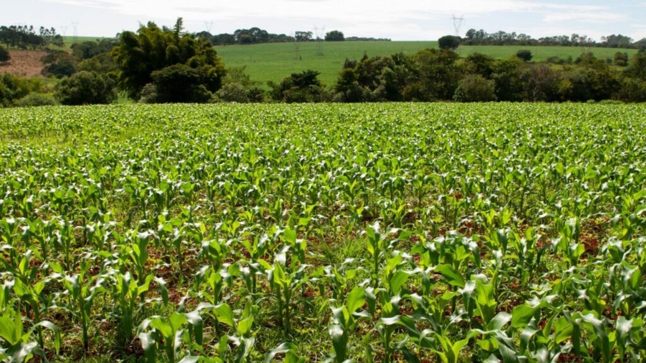 Imagem JPG, Goiás tem 11 municípios entre os 100 mais prósperos do agronegócio no Brasil