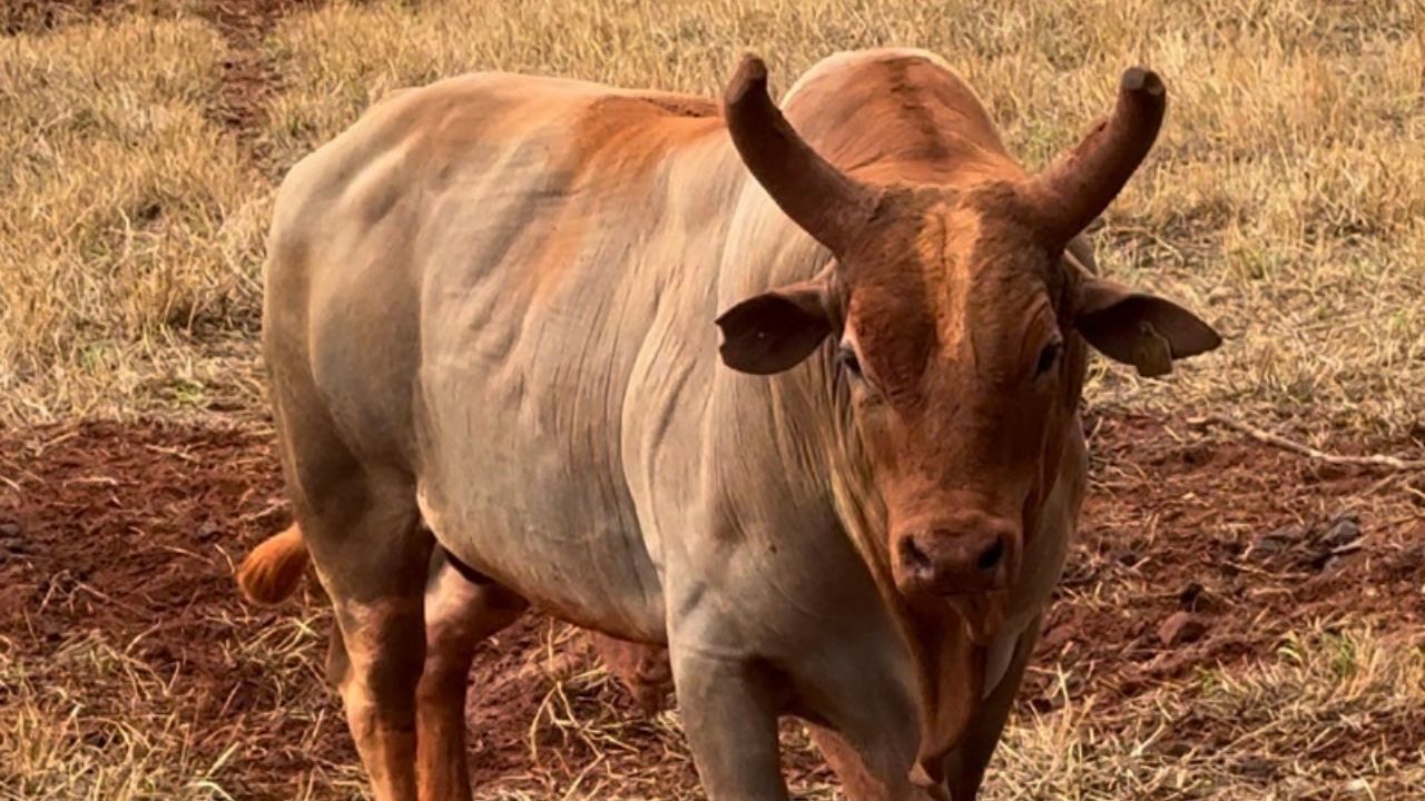 Imagem JPG, Cia Tercio Miranda promove leilão de genética com lotes inéditos no país