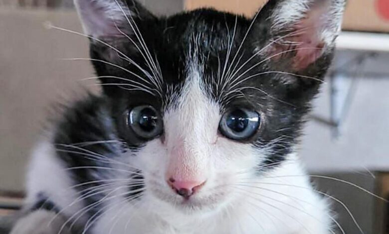 Imagem JPG, Adote um amigo: evento no Aparecida Shopping reúne cães e gatos para adoção