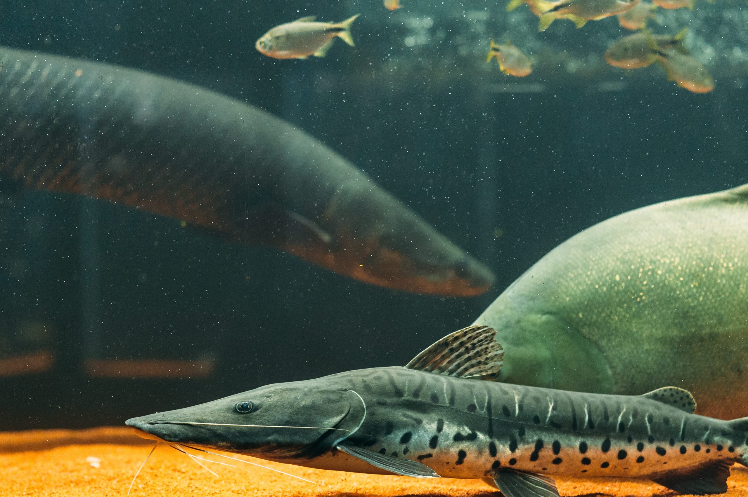 Imagem JPG, Maior e mais robusto, aquário da ExpoLondrina terá mais de 30 espécies