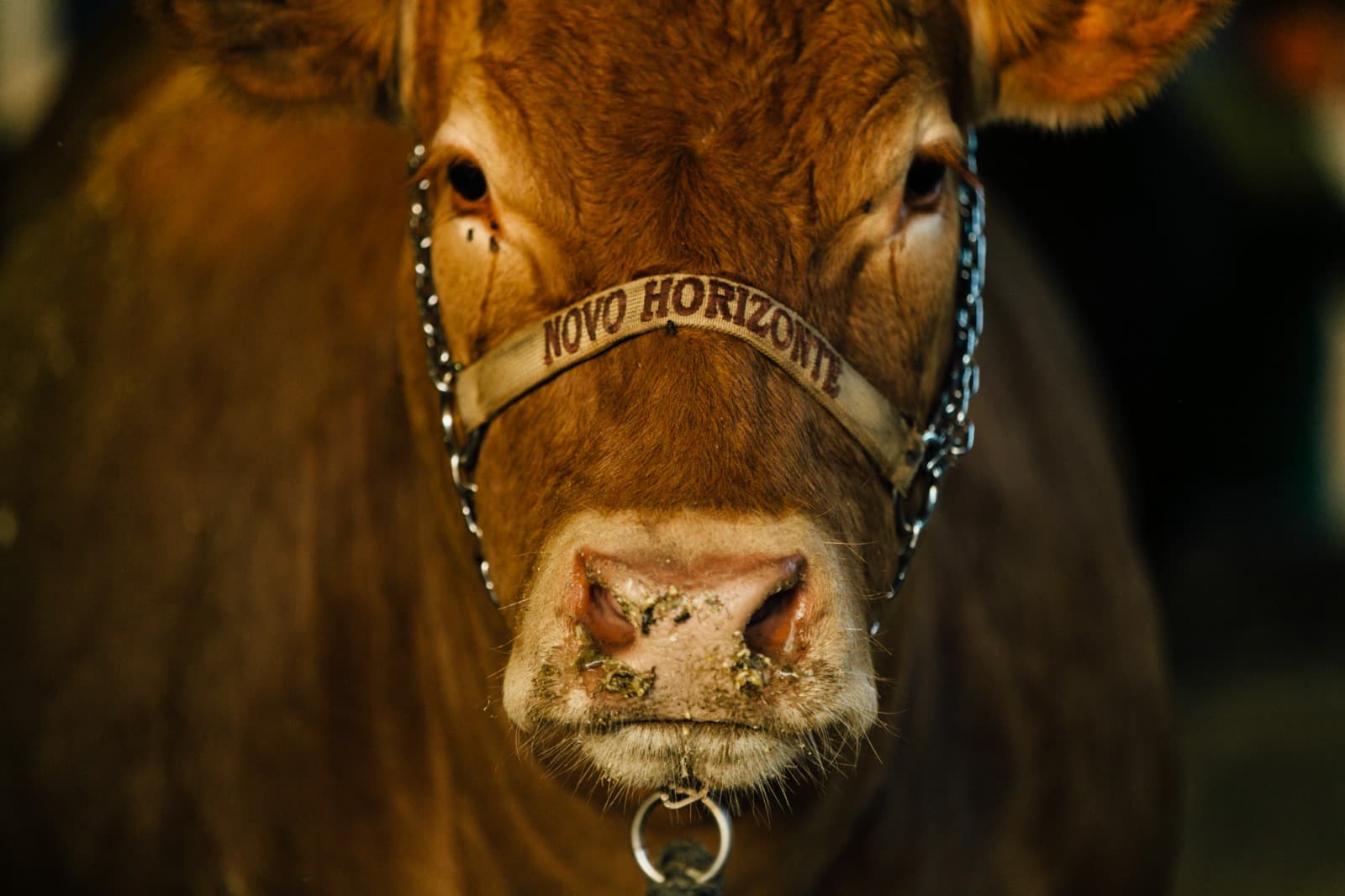 Imagem JPG, Animais que vêm para a ExpoLondrina passam por protocolo de biosseguridade