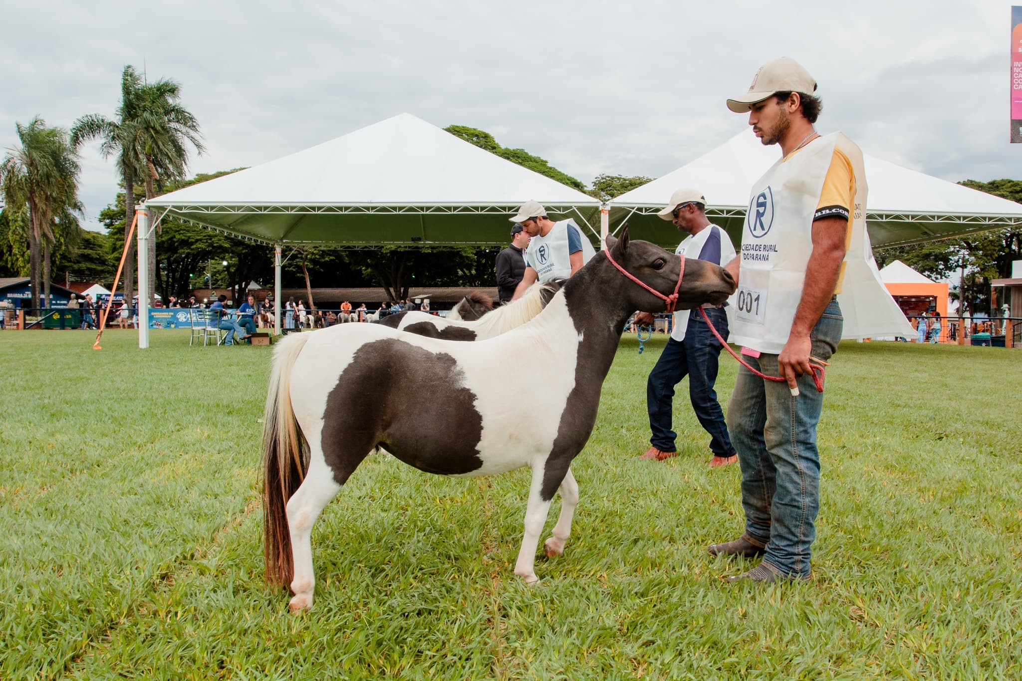 Imagem JPG, ‘Brinquedos vivos’, mini-horses conquistam mercado pet