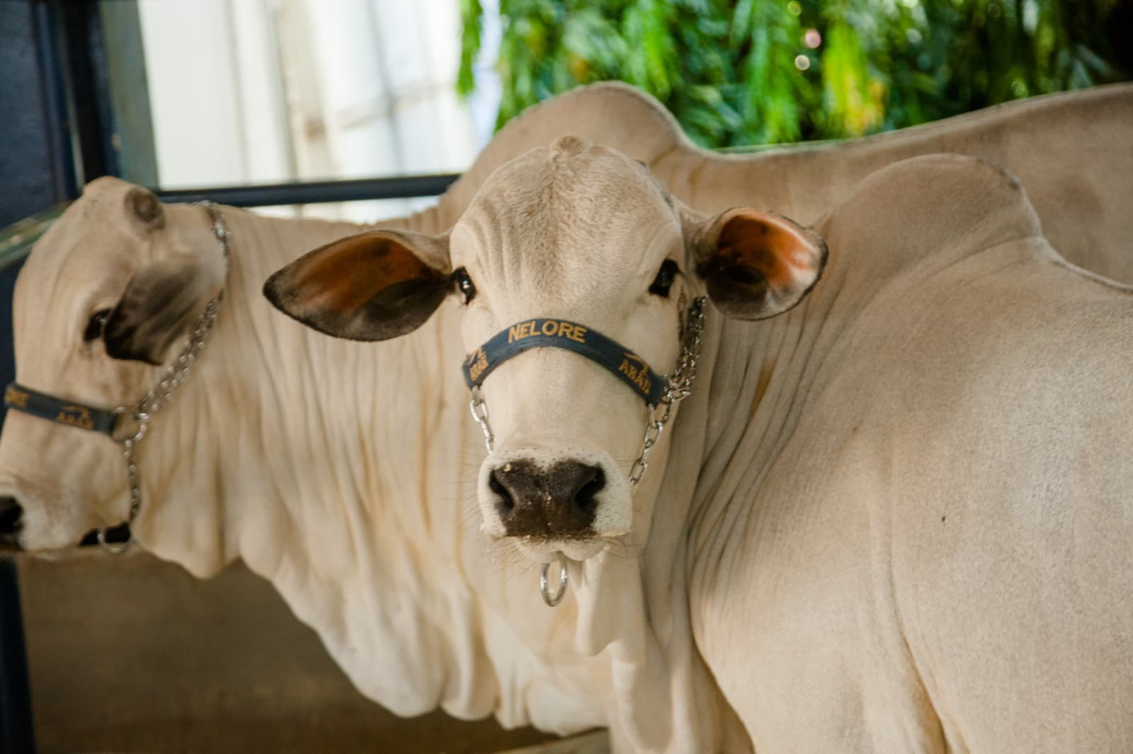 Imagem JPG, ExpoGenética se consolida como ação de sucesso dentro da programação da ExpoLondrina