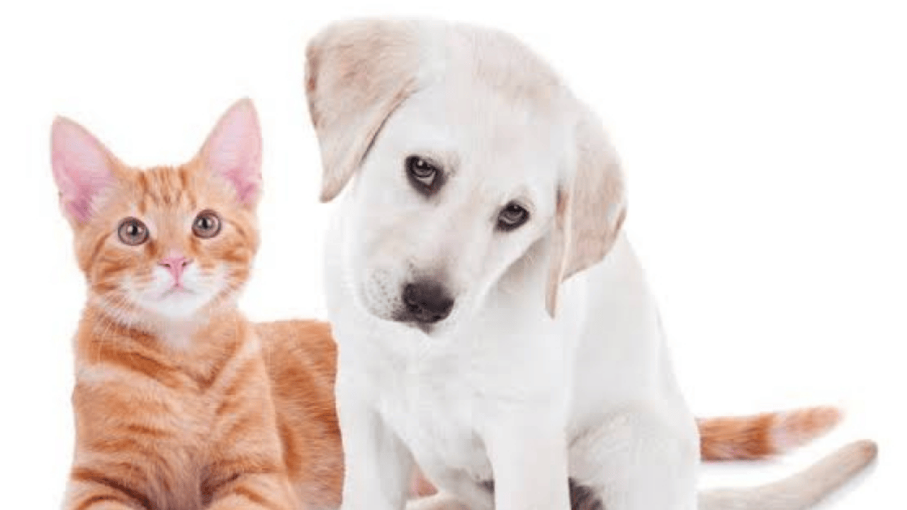 Mutirão Pet promove atendimento gratuito e diversão para animais no estacionamento do Aparecida Shopping