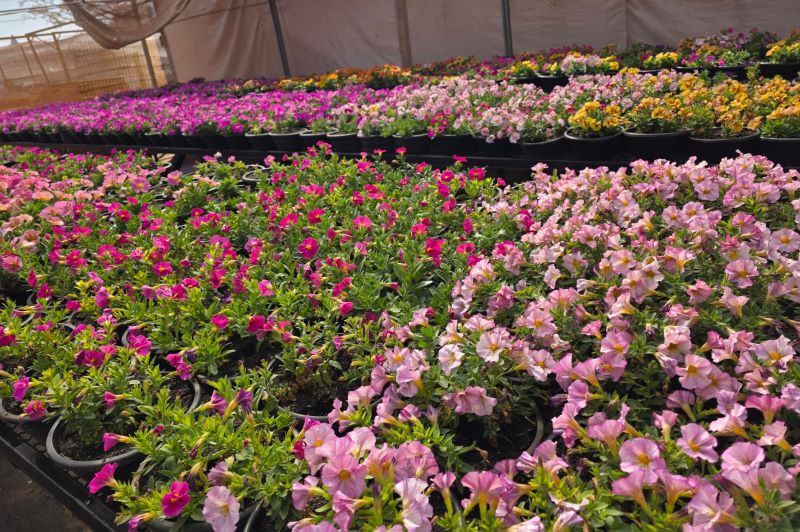 Parque do Peão receberá visitantes com mais de 60 mil flores 