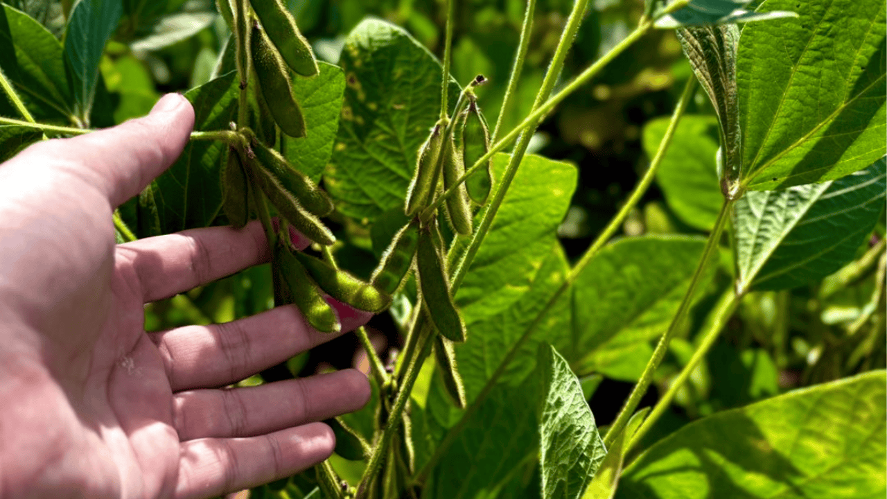 Imagem JPG, Goiás bate recorde na produção de grãos na safra 2024/25  