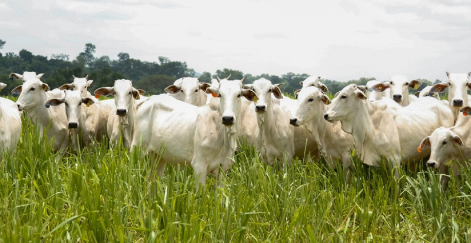 Imagem JPG, Produção agropecuária de 2025 consolida Goiás como liderança nacional