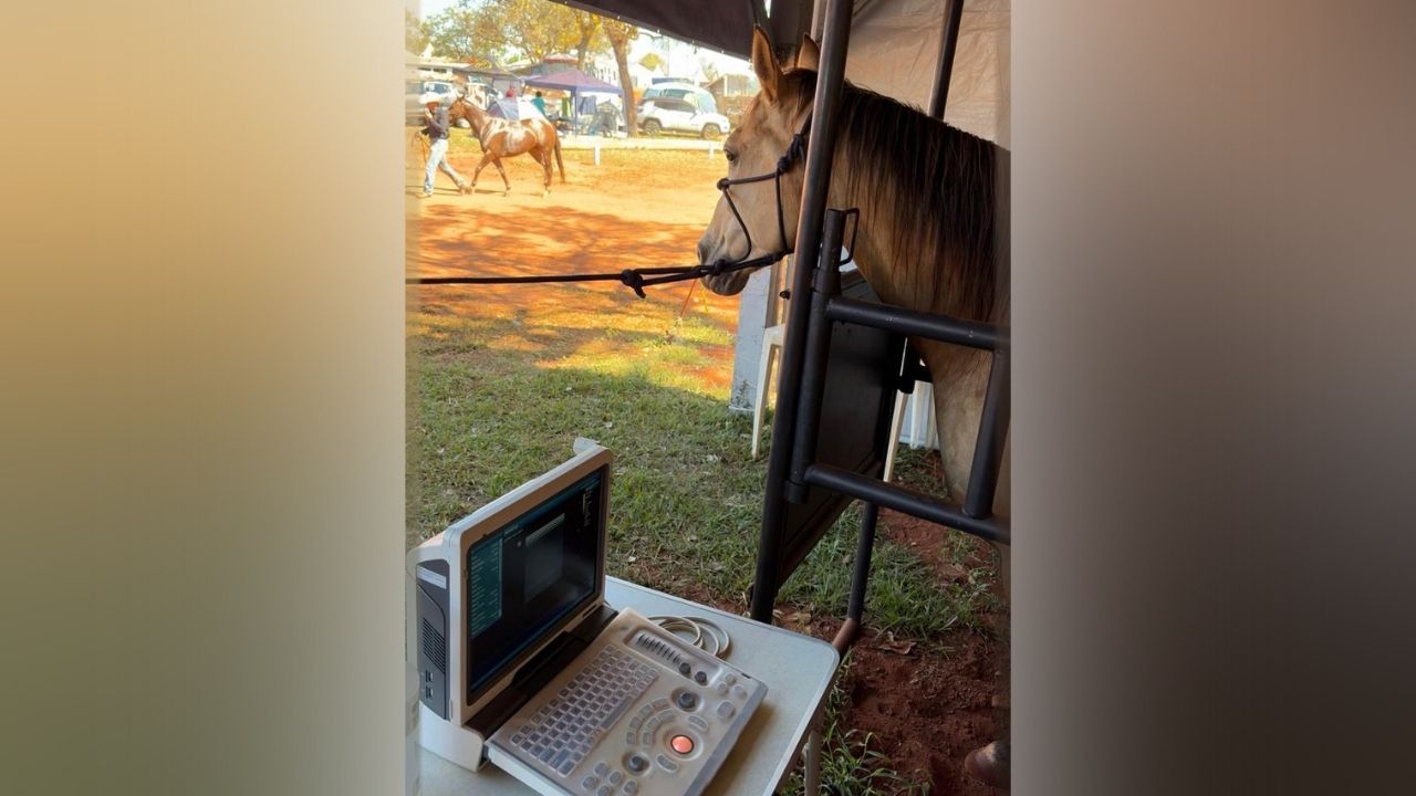 Mais de 3 mil animais passam por protocolos de saúde e bem-estar na 71ª Festa do Peão de Barretos